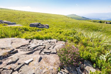 Çimenli çayırlarda kumtaşı kayaları olan bir manzara. Güneşli bir gün. Yazın Ukrayna 'nın alp manzarası. Pürüzsüz bir dağ sabah ışığında. mavi gökyüzü
