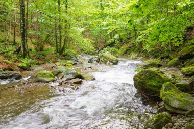 Ormandaki nehir. Yosunlu kaya. Su akıntısının üzerindeki ağaçların olduğu doğa manzarası. Yazın güneşli bir gün. Dinlendirici eğlence
