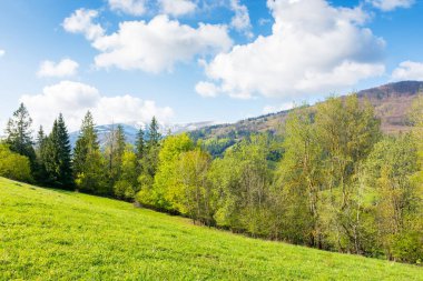 mountain meadow in forenoon light. natural environment. countryside springtime landscape with forest on the grassy hill. fluffy clouds on a blue sky. nature freshness concept. beautiful view clipart