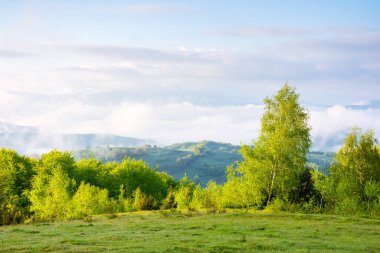 Alp çayırı olan Karpatya kırsalında. Güzel manzara. Güneşli bir sabah. Baharda çimenli arazili Ukrayna dağlarının manzarası. Sis içindeki uzak vadiyle manzara. seyahat arkaplanı
