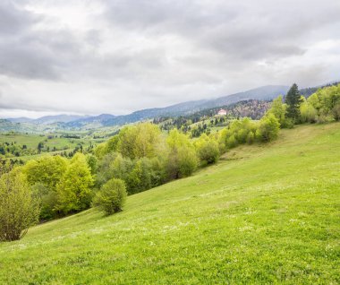 Baharda kırsal dağ manzarası. Çimenli yemyeşil çayır. Hava bulutlu. Tepedeki tarla ve orman. kırsal alanda hareketli bir manzara. Ukrayna 'da kırsal eğlence