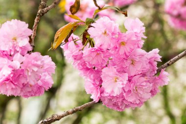 lush cherry blossom. soft freshness. closeup of japanese kanzan sakura in spring. hanami holidays in uzhhorod, ukraine. pink flowering tree. asian inspiration clipart