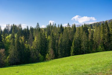 Kozalaklı orman ve çimenli çayır ile dağ sırasının yamacında. Bulutlu mavi gökyüzü. Baharda güneşli bir gün. Yeşil tepedeki ağaçlar