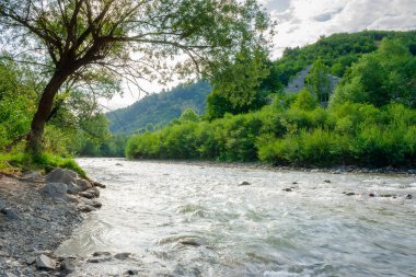 Nehir, Karpat Dağları 'ndaki vadiden akar. Doğal ortam. Sığ su taşları ortaya çıkarır. Yazın güneşli bir sabahta güzel bir manzara. kırsal Avrupa