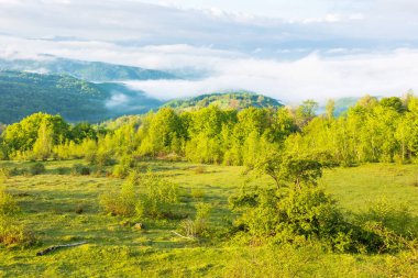 İlkbaharda Karpatlar 'ın yeşil çayırlarında. Ukrayna 'nın dağlık kırsalında dalgalı tepeler ve sisli bir vadi. Mavi gökyüzünde bulutlar olan güneşli bir sabah havası