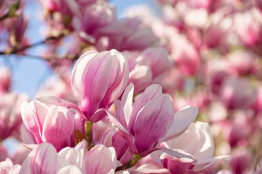 Magnolia soulangeana çiçek açmış. Baharda güneşli bir hava. Güzel doğa arka planı. Sabah ışığında dalda pembe çiçekler