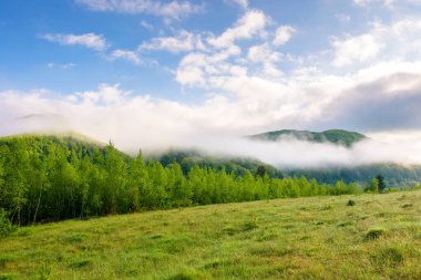 Karpatya dağ manzarasında sis. İlkbaharda Perechyn Bölgesi 'nin güzel kırsalında. Yeşil saman tarlası ve uzak tepedeki orman sisli. Güneşli bir sabahta bulutlu mavi gökyüzü