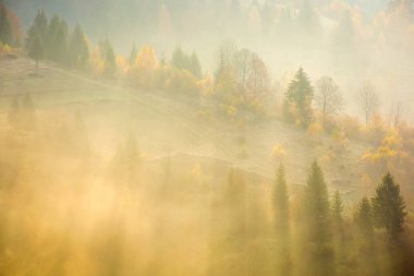 Orman sisli tepede güneş doğarken. Sabah ışığında Karpatlar 'ın manzarası. Sonbahar havasında çok güzel bir arka plan. Açık hava macerası. Sonbahar mevsiminde kırsal