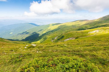 Manzaralı vadi manzarası. Açık hava macerası. Yazın güneşli bir öğleden sonra Karpat Dağları 'nın güzel manzarası. Mavi gökyüzünün altındaki çimenli yamaçlar. Ukrayna 'nın kornohora sırtına seyahat