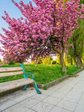 Güneşli bir sabahta pembe kiraz çiçeği. Dekoratif bitki örtüsü. Baharda Uzhorod 'un güzel şehir manzarası. Kanzan Sakura ağacı asfaltlı yürüyüş yolunun yanında. Nehir kenarı tazeliği