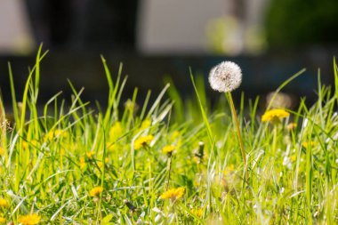 Baharda çimlerin arasında karahindiba. Bahçe otu. Yeşil çimenlikteki beyaz tüylü bitkiler. Güneşli bir günde doğa arka planını kapat