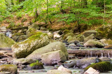 Yeşil ormandaki dere. Park manzarası. Su yosunlu taşlar ve ağaçlar arasında akar. Yazın güzel parklar ve doğa geçmişi. ekoloji tazeliği