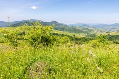 Karpatya dağlarında yuvarlanan tepeler olan kırsal bölge. Güzel yaz manzarası. Ukrayna 'nın Volovets bölgesinde çayır ve orman. Dağ Pürüzsüzlüğü uzaklarda görünüyor.
