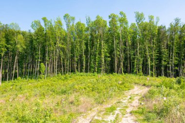 Karpat Dağları 'ndaki kayın ormanlarının tahrip edilmesi. Güneşli bir gün. Dünya iklim değişikliği felaketi