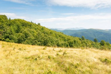 Yazın sonlarında Karpat Dağları manzarası. Öğle vakti bulutlu bir gökyüzünün altındaki çimenli çayırın arkasındaki ilkel kayın ormanının olduğu alp manzarası. Ukrayna 'nın muhteşem seyahat yeri