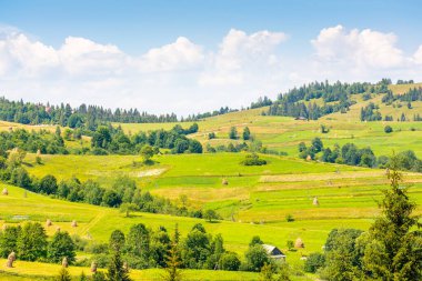 Güneşli bir günde dağlık kırsal alan. Resimli dağlık arazi. Toprak manzarası, yemyeşil ağaçlar, çimenlik alanlar, saman yığını ve bir tepenin yamacında ekilebilir. Gökyüzündeki tüylü bulutlar