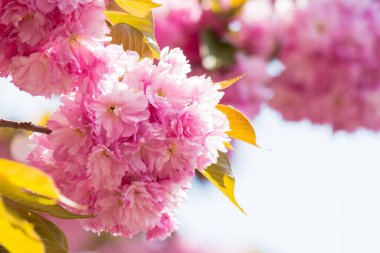 Yeşillik pembe sakura çiçeği arkaplanı. Baharda güneşli bir hava. Ukrayna 'da Hanami sezonu 
