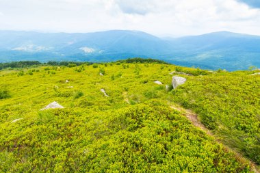 Yeşil çimenli tepede iz var. Yazın Karpatlar 'ın dağ manzarası. Ukrayna 'nın dağlık dağları bulutlu bir günde. pürüzsüz dağın seyahat arkaplanı