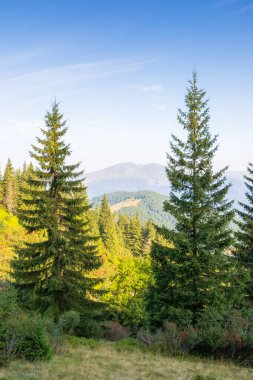 Dağ yaz manzarası. Güzel manzara. Çimenli çayırın yanındaki köknar ağaçları. Tepenin yamacında ormanlar. Mavi gökyüzünün altında bulutlar. Sabah ışığında doğal çevre. Vahşi doğayı keşfetmek
