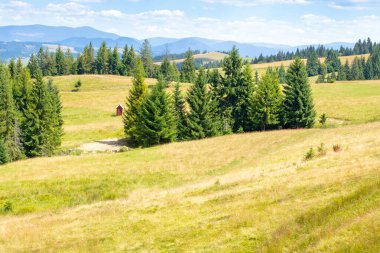 Çimenli yamaçtaki kozalaklı orman. Güzel bir seyahat yeri. Güneşli bir gün. Yazın Ukrayna 'daki Karpat Dağları manzarası. Borzhava sırtı manzarası. uzak Ukrayna dağlık bölgesi