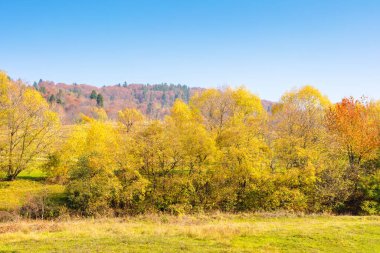 Sonbaharda tepede ağaçların olduğu manzara. Altın Ekim. Güneşli bir günde, sonbahar renkleriyle dağlık kırlarda. Ormanın yakınındaki çayırlarda