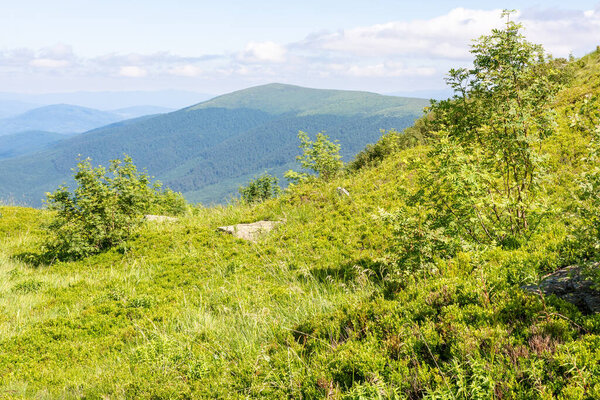 landscape with trees on the grassy meadow. green environment. sunny day. summer alpine scenery in carpathian mountains. clouds on the blue sky. vacation season
