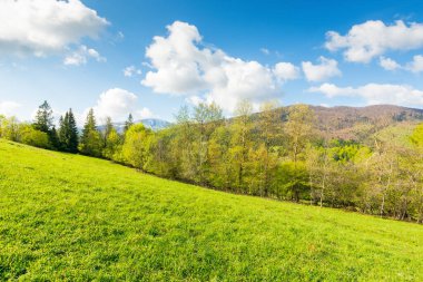 Öğlen vakti, dağ çayırında. Picoresque seyahat yeri. Çimenli tepenin üzerinde orman olan ilkbahar manzarası. Mavi gökyüzünde kabarık bulutlar. Doğa tazeliği kavramı. Karpatya Alpleri