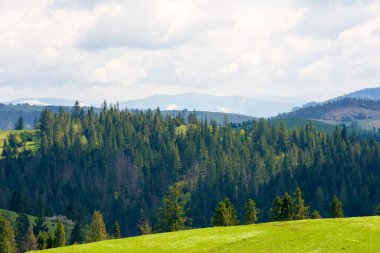 Kozalaklı orman ve çimenli çayır ile dağ sırasının yamacında. Açık hava macerası. Baharda güneşli bir gün. güzel manzara