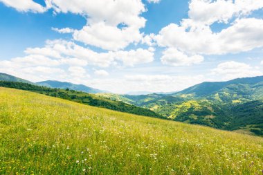 Yazın dağlık arazinin manzarası. Yamaçta otlak var. Otların arasında otlar. Karpatlar 'ın benekli ışıkta yüzen dağ manzarası. Tepenin üstündeki mavi gökyüzünde bulutlar. Doğal ortam