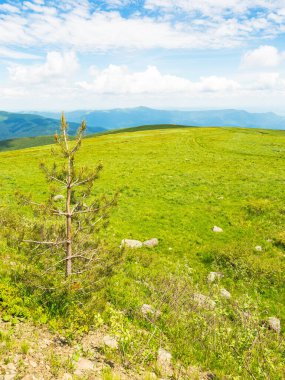 Karpat Dağları 'ndaki yeşil çayır. Güzel manzara. Alp manzaralı, ağaçlı, yemyeşil çimlerin arasında bulutlu mavi bir gökyüzünün altında. Ukrayna 'da yaz tatili. manzaralı havza sırtı