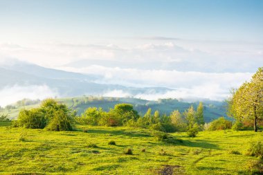 İlkbaharda Karpatlar 'ın yeşil çayırlarında. Ukrayna 'nın dağlık kırsalında dalgalı tepeler ve sisli bir vadi. Mavi gökyüzünde bulutlar olan güneşli bir sabah havası