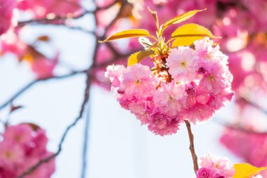 Sakura ağacının yemyeşil çiçeği. Mavi gökyüzü arka planında güzel pembe çiçekli dallar. Güneşli Nisan havası