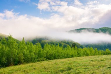 Karpatya dağ manzarasında sis. İlkbaharda Perechyn Bölgesi 'nin güzel kırsalında. Yeşil saman tarlası ve uzak tepedeki orman sisli. Güneşli bir sabahta bulutlu mavi gökyüzü