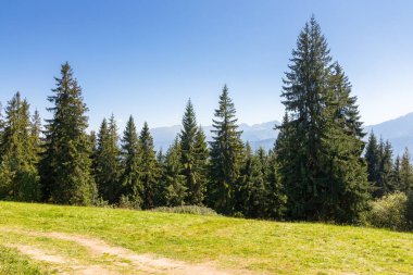 Çayırın arkasındaki ormanlık alanda. Güzel manzara. Mavi gökyüzü ve Polonya 'nın Tatra dağlarıyla donatılmış doğa arkaplanı. yaz tatili arka planı