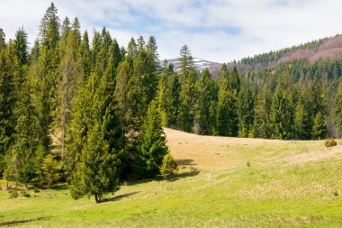 Baharda kırsal dağ manzarası. Çimenli tepedeki köknar ormanı güneşli bir günde mavi gökyüzünün altında bulutlarla