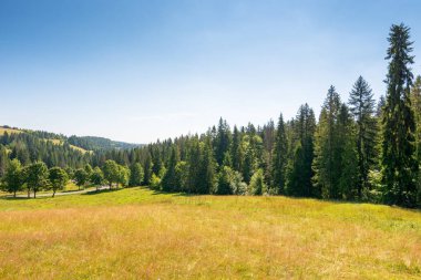 Yazın tarlaları olan bir dağ manzarası. Alp iklimi. Tepedeki ladin ormanı mavi gökyüzünün altında. Ukrayna kırsalında güneşli bir öğleden sonra. çimenli yamaç