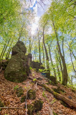 forest nature in summer. deciduous tree in green foliage. environment background of beech woodland with branch under sky. rock on the hill