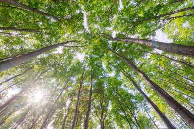 forest nature in summer. sunny day. deciduous tree in green foliage. environment background of beech woodland with branch under sky. wild carpathian mountain