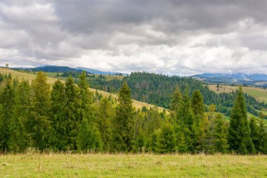 Bulutlu gökyüzü olan dağ manzaralı orman. Hareketli manzara. Güzel doğa yolculuğu geçmişi. Alp kırsalının manzarası. Sonbaharın başlarında tepede kozalaklı ağaçlar