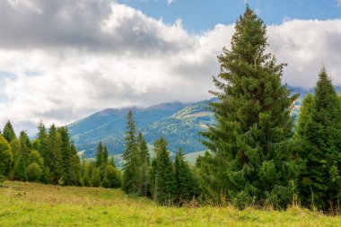 Bulutlu gökyüzü olan dağ manzaralı orman. Güzel doğa yolculuğu geçmişi. Alp kırsalının manzarası. Sonbaharın başlarında tepede kozalaklı ağaçlar