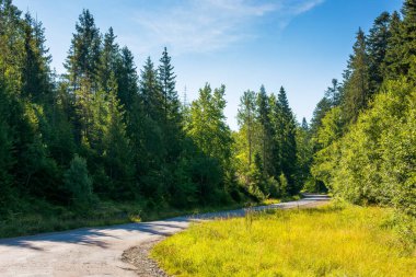 Yeşil kozalaklı ormandan geç. Alp ormanları yemyeşil. Karpat Dağları 'ndaki eski yol. Transcarpathia bölgesinin volovets bölgesi, Ukrayna. Yazın güneşli bir günde gezmek.