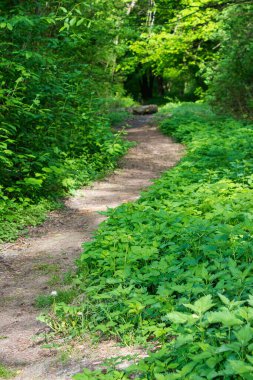Ormanın içinden geçen patika. Ot ve bitkiler dolambaçlı yol boyunca. İlkbaharda güzel doğa manzarası. Bulanık arkaplan