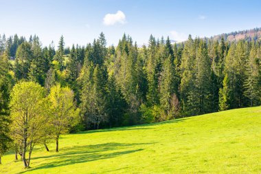 İlkbaharda yamaçtaki kozalaklı orman. Yeşil çevre. Güneşli bir sabahta çimenli çayırları olan Karpatya dağ manzarası. Ukrayna 'nın güzel doğası