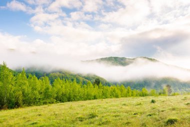 Baharda sabah sisi olan bir manzara. Yeşil çevre. Gökyüzünde bulutlar olan güneşli bir hava. Çimenli çayırın arkasındaki yemyeşil orman. Baharda Karpatlar 'ın dağ manzarası. güzel manzara