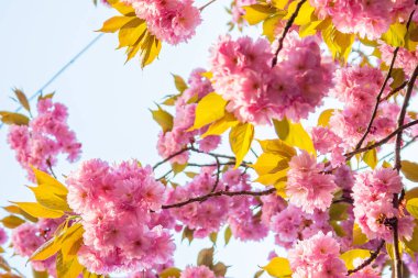 Sakura ağacının yemyeşil çiçeği. Mavi gökyüzü arka planında güzel pembe çiçekli dallar. Güneşli Nisan havası