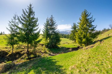 Baharda dağlık kırsal alan. Carpathian ilkbaharı. Mavi gökyüzü güneşli bir sabah. Yeşil çayır ve yuvarlanan tepelerdeki kozalaklı orman. Avrupa tarım arazisi