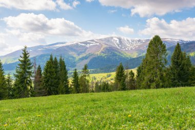 Baharda yeşil bir alp çayırında kozalaklı ormanlarla kaplı bir manzara. Doğa. Uzakta karla kaplı Ukrayna dağları var. Mavi gökyüzünde bulutlarla sıcak hava