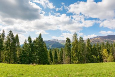 Baharda yeşil bir alp çayırında kozalaklı ormanlarla kaplı bir manzara. Kırsal alan manzarası. Uzakta karla kaplı Ukrayna dağları var. Mavi gökyüzünde bulutlarla sıcak hava
