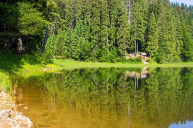 Ladin Ormanı 'nın ortasındaki göl. Sakin su yüzeyine yansıyan yeşil ağaçlar. Güneşli bir günde harika bir yaz manzarası. Ukrayna 'daki milli park sineviri