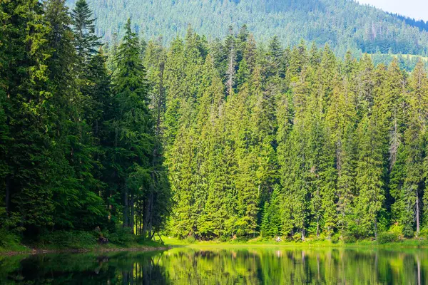 Ladin Ormanı 'nın ortasındaki göl. Avrupa ormanlık duvar kâğıdı. Sakin su yüzeyine yansıyan yeşil ağaçlar. Güneşli bir günde harika bir yaz manzarası